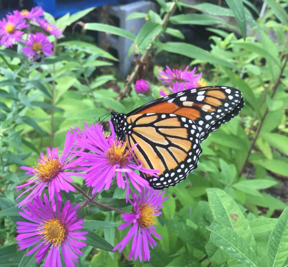 Aster species New England Aster.