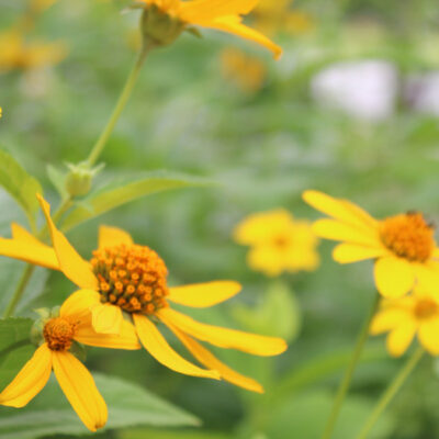 Cutleaf Coneflower (Rudbeckia laciniata) is a beautiful yellow native flower.