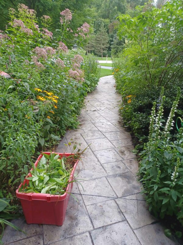 Native plants in the walkway.