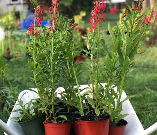 Native plants for rain gardens are beautiful!