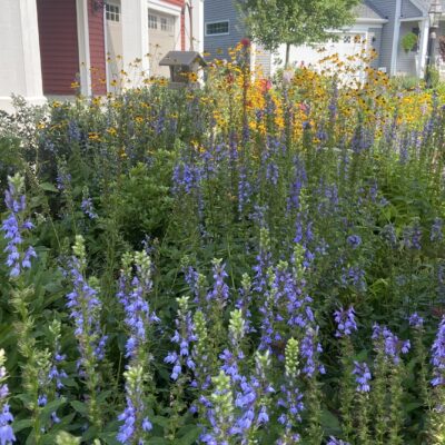 Blue Lobelia works well in Delmar and Slingerlands, NY front yard pollinator gardens.