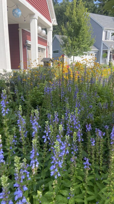 Blue Lobelia works well in Delmar and Slingerlands, NY front yard pollinator gardens.