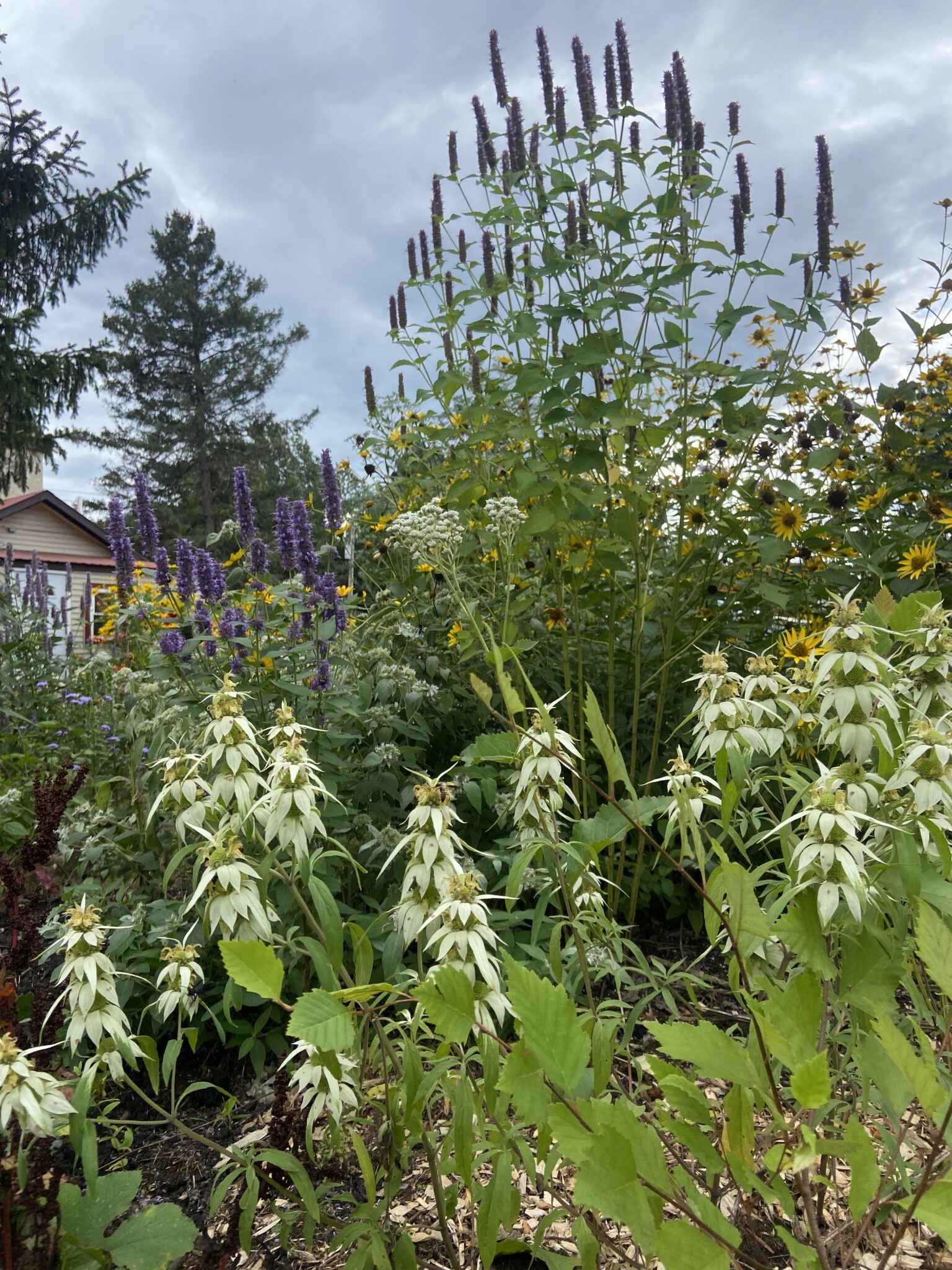 Landscaping Ballston Spa NY Jessecology