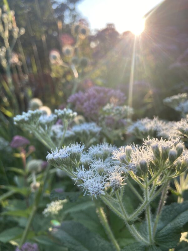 Climate resiliency in landscaping is a goal to work for.