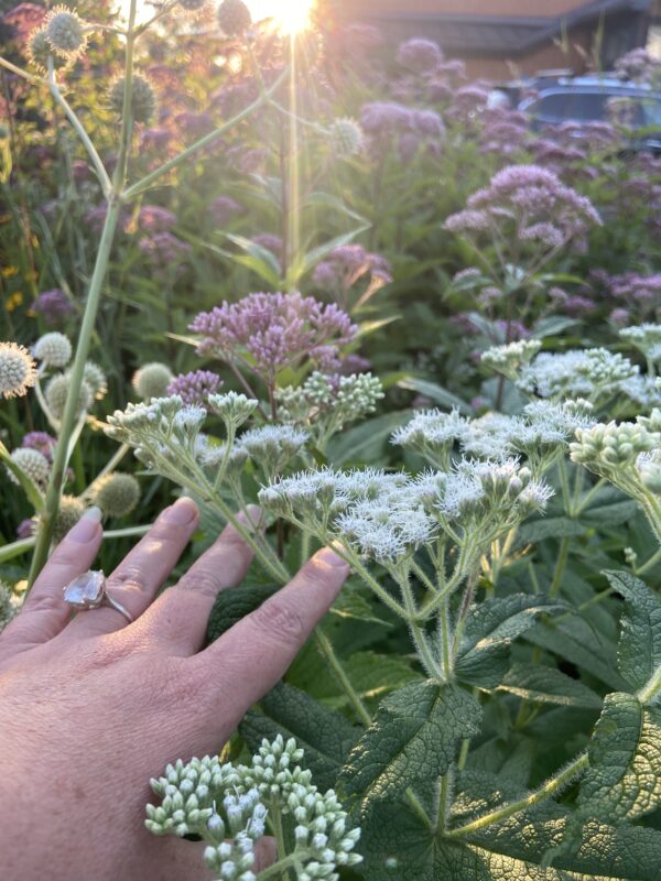 Native wildflower meadow seed from Jessecology native plant company.