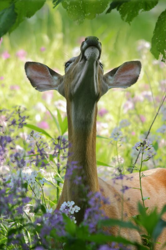 Do deer eat Mums?