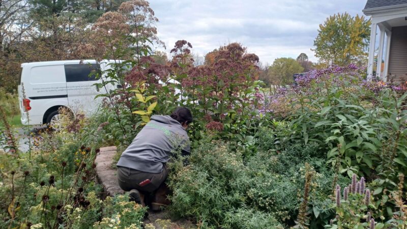 Native plants landscaping is the future of the industry.