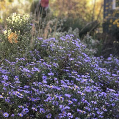 Aromatic aster is the best fall perennial plant to plant.
