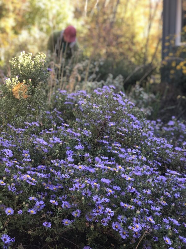 Aromatic aster is the best fall perennial plant to plant.