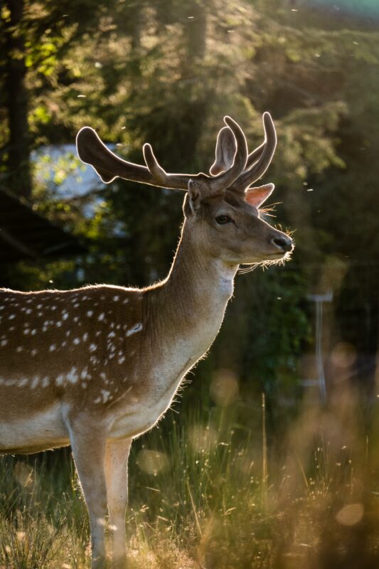 Do deer eat pumpkins?