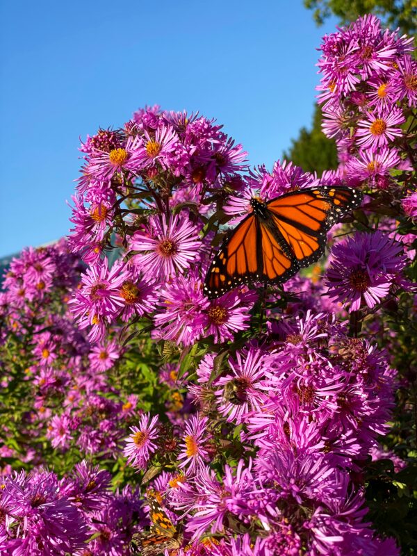 Landscaping Albany NY, with native Asters.