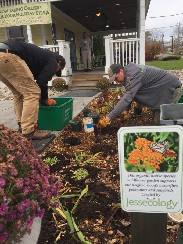 front yard pollinator garden in Slingerlands, NY.