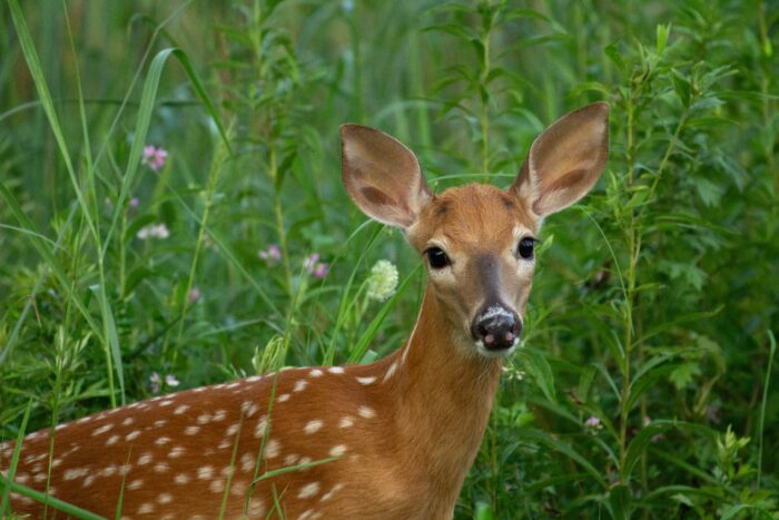 do deer eat wildflowers?