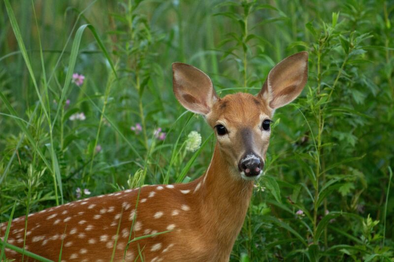 do deer eat wildflowers?