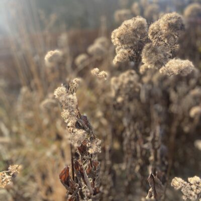 Native seed balls start with organic native wildflower seeds.
