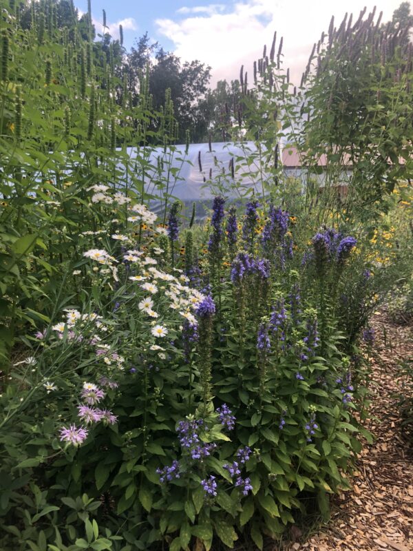 Landscaping for privacy can include wildflower walls.