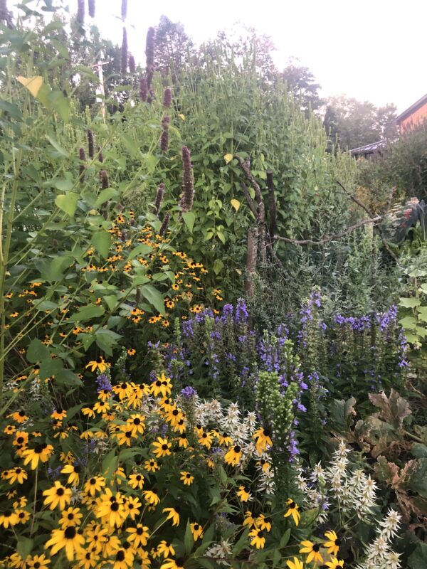 Pollinator garden seed should be composed of native perennials.