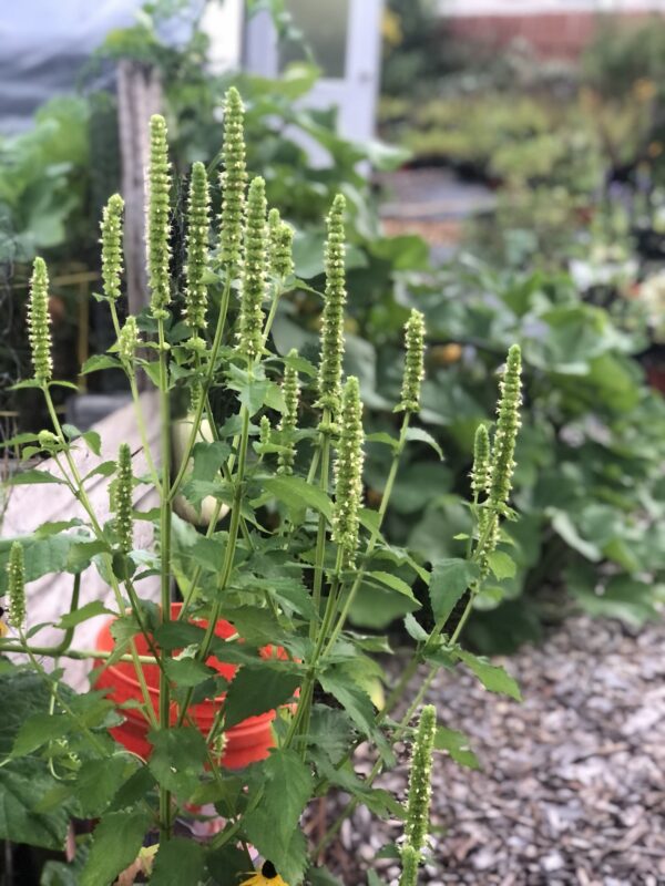 Giant Yellow Hyssop is a niche plant and classified as rare species at the federal level.