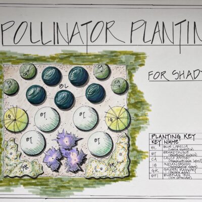 ECOS pollinator garden kit: Wildflowers for shade.