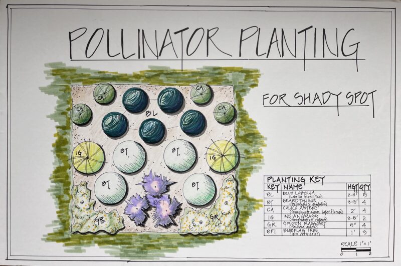 ECOS pollinator garden kit: Wildflowers for shade.