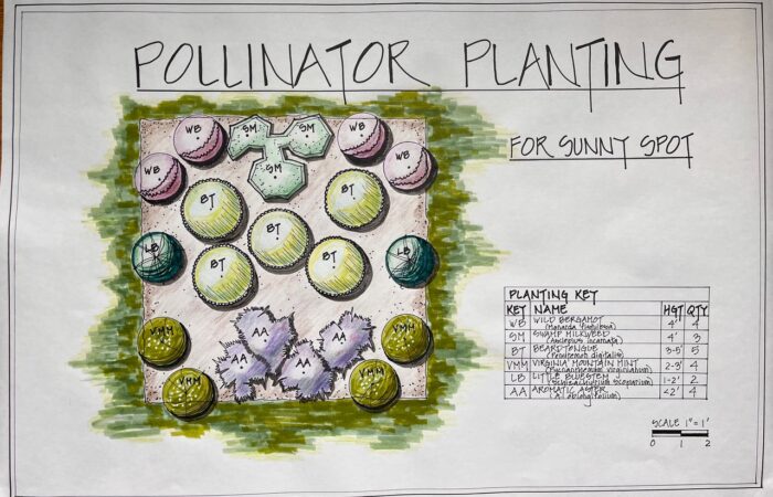 ECOS model pollinator garden kit: A Garden Planting Plan with native plants for a sunny spot.