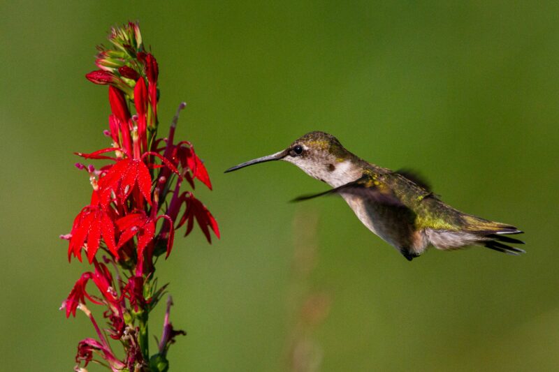 In an organic garden, a hummingbird visits.