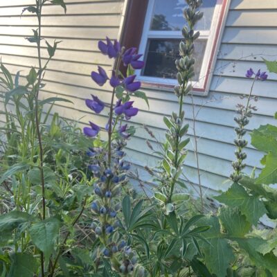 Blue Lupine flowers are violet blue and pretty.