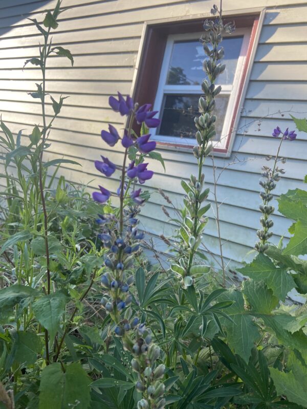 Blue Lupine flowers are violet blue and pretty.