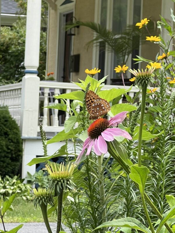 Great Spangled Fritillary butterfly on Coneflower.