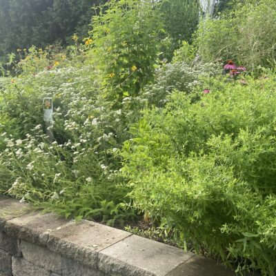 Urban Gardening Meadowscaping.