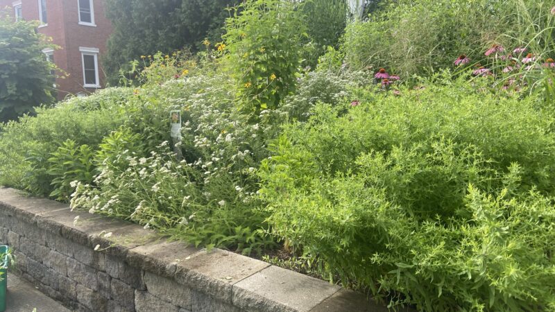 Urban Gardening Meadowscaping: Growth Takes Time.