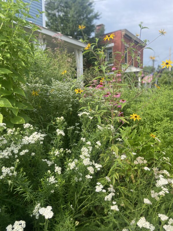 Wildflowers, butterflies and beauty make the best view!