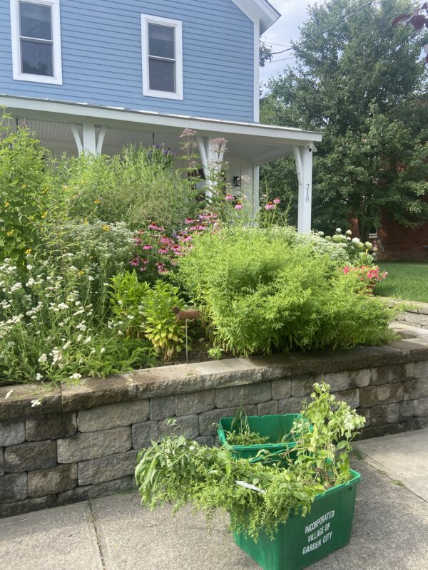 How to get rid of mosquitoes in backyard naturally includes creating songbird gardens.