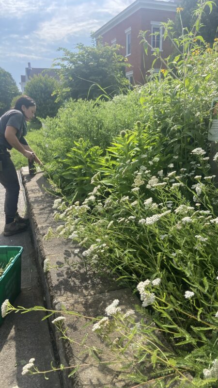 Urban gardening invites nature right into the city.