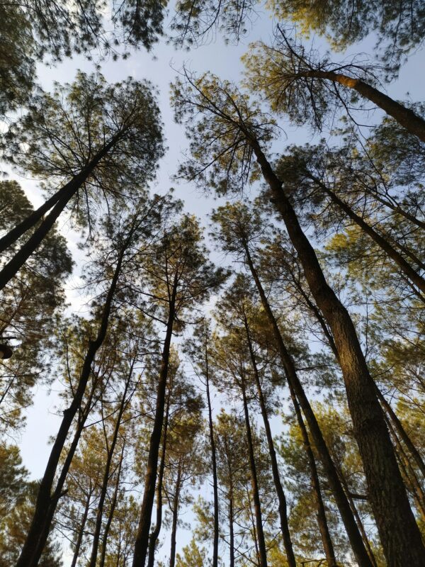 Pine tree gardening is not for sissies.