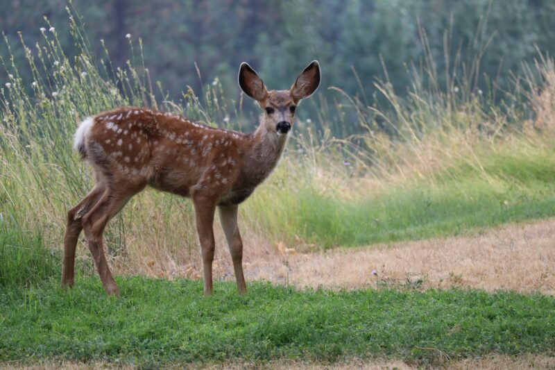 Do deer eat roses? Duh. Of course, deer eat roses.