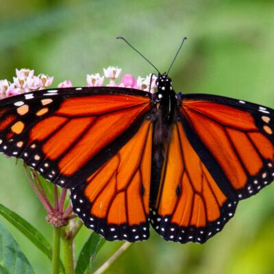 Our Monarch Butterfly Garden Kit is available for purchase now!