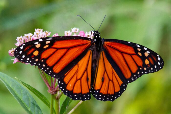 Our Monarch Butterfly Garden Kit is available for purchase now!