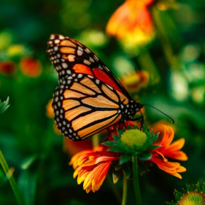 Plants that attract butterflies and hummingbirds are native species.