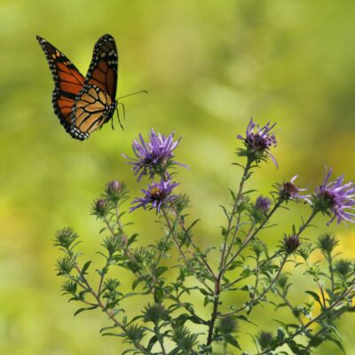 Monarch butterfly plants include nectar plants too.