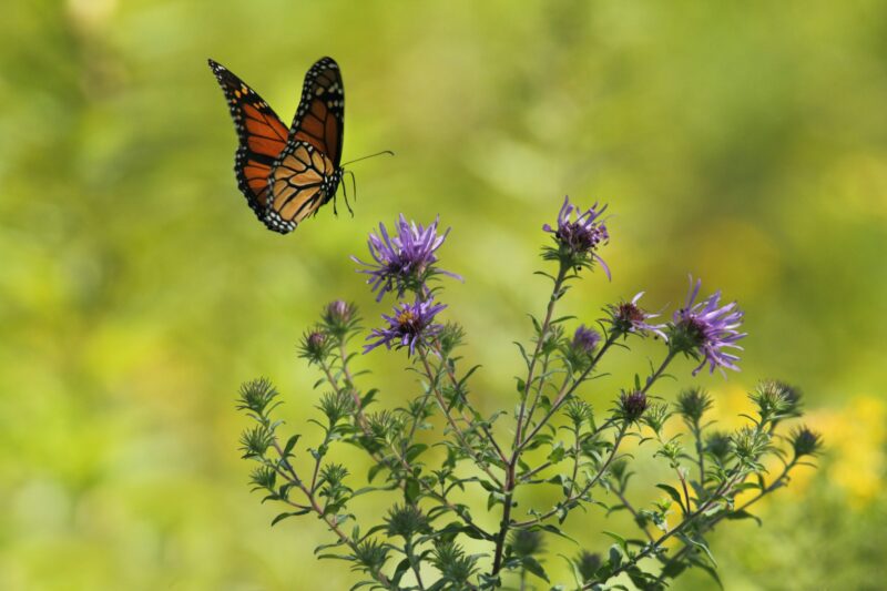 Monarch butterfly plants include nectar plants too.