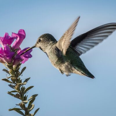 Flowers that attract hummingbirds and butterflies are often brightly colored.
