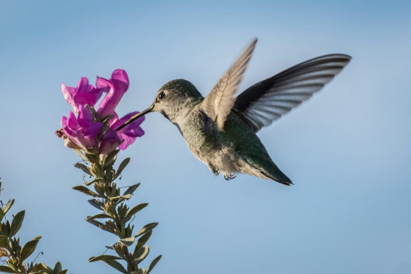 Flowers that attract hummingbirds and butterflies are often brightly colored.
