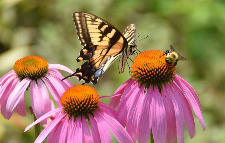 A Monarch butterfly garden, when done well, will definitely attract more than just Monarchs!