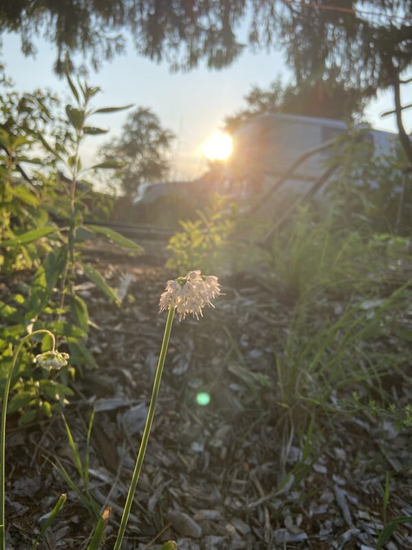 Nodding Onion Flower responds to the question, "Do plants have feelings?"