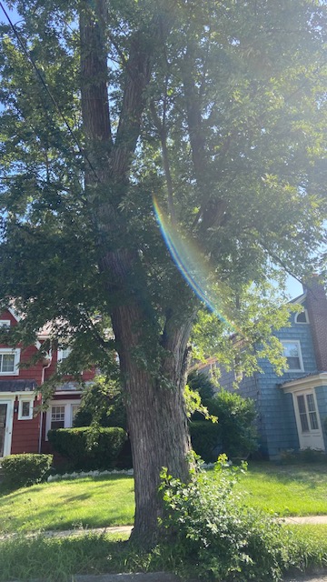 Silver Maple trees are very big in NY!