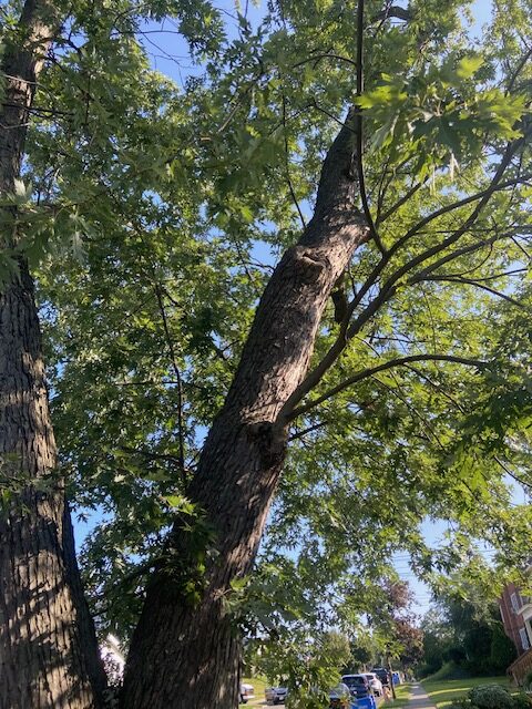 The branches of Silver Maple are mammoth!