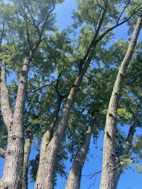 Silver Maple tree canopies are enormous.