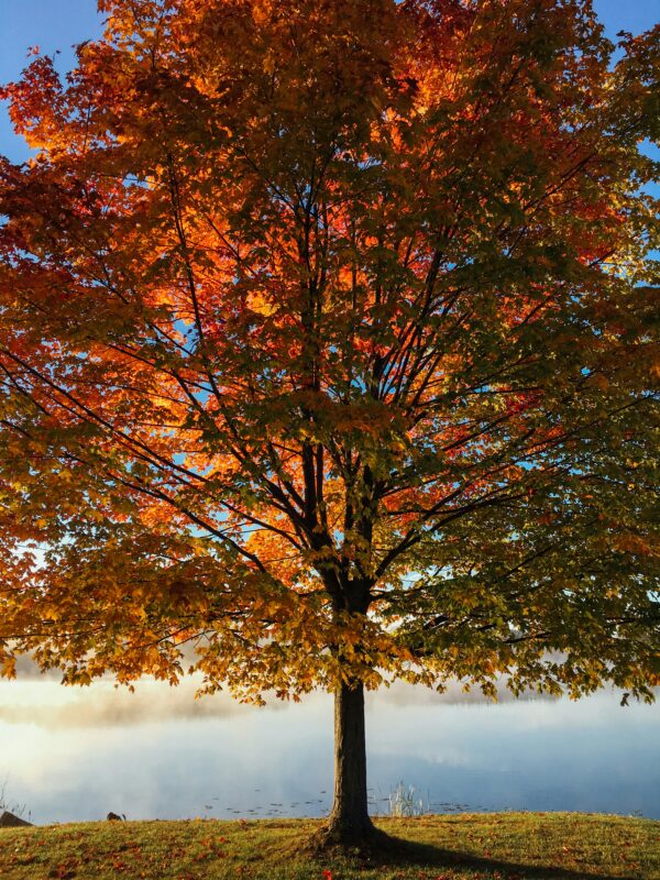 The majestic Red Maple tree is super native.