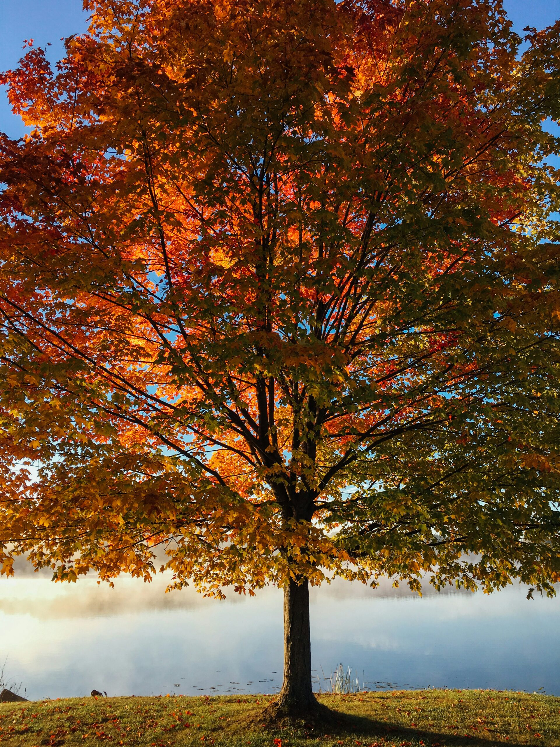 Red Maple Trees - Jessecology
